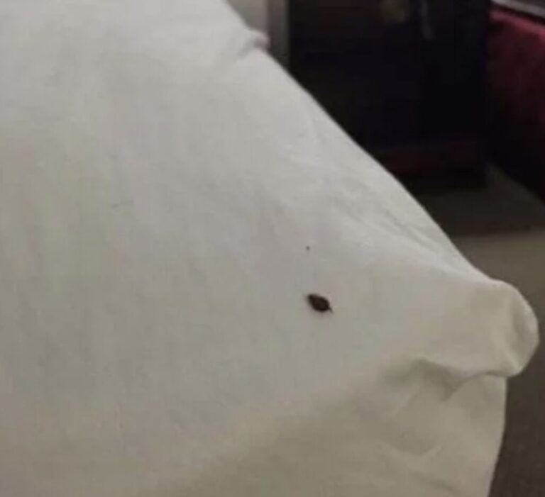 black thing on a white pillowcase