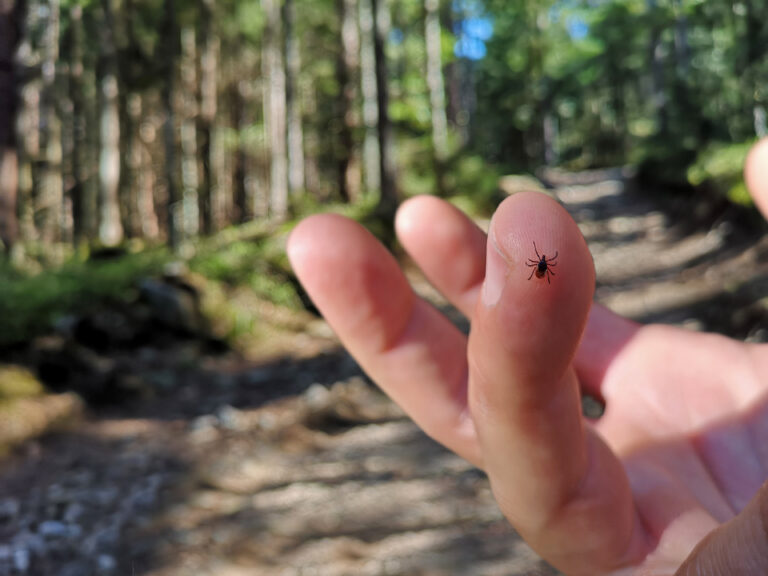 a tick on the finger of a person who is in the forest